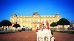 Биган куче (слика): голем хантер, непослушен придружник